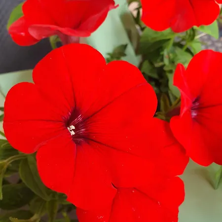 Sulla Via Del Mare House Lejlighed *